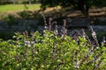 Buds and flowers on a camphor basil bush (ocimum kilimandscharicum) in garden