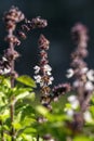 Buds and flowers on a camphor basil bush (ocimum kilimandscharicum) in garden