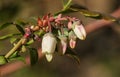 The buds, flowers and leaves of a beautiful Blueberry plant growing in a garden in the UK.