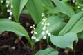 Buds and flowers of lily of the valley