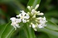 The buds and flowers of Melodinus cochinchinensis