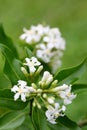 The buds and flowers of Melodinus cochinchinensis