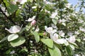 Buds and flowers of quince in May Royalty Free Stock Photo