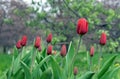 Buds and flowers of red tulips in the spring garden. Tulips Gesner`s at the beginning of flowering