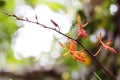 The buds and flowers of Renanthera coccina Royalty Free Stock Photo