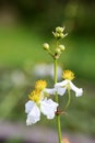 The buds and flowers of Sagittaria trifolia var. sinensis Sims Royalty Free Stock Photo