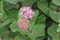 Buds flowers showy milkweed flower