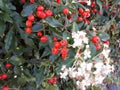 Buds of flowers on the streets of Storkow