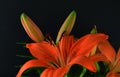 Buds and flowers of tiger lily isolated in the black background Royalty Free Stock Photo