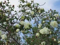 Buds and flowers of a white park rose Burnet Double White on the background blue sky Royalty Free Stock Photo