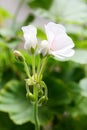 The buds and flowers of white Pelargonium hortorum Bailey
