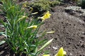 Buds and flowers of yellow narcissuses