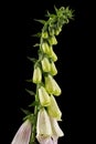 Buds of foxglove closeup, lat. Digitalis, isolated on black background Royalty Free Stock Photo