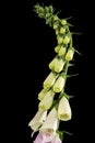 Buds of foxglove closeup, lat. Digitalis, isolated on black background Royalty Free Stock Photo