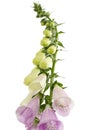 Buds of foxglove closeup, lat. Digitalis, isolated on white background Royalty Free Stock Photo