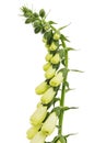 Buds of foxglove closeup, lat. Digitalis, isolated on white background Royalty Free Stock Photo