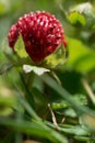 Buds of the Fragaria vesca or wild strawberry with green leafs Royalty Free Stock Photo