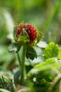 Buds of the Fragaria vesca or wild strawberry with green leafs Royalty Free Stock Photo