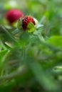 Buds of the Fragaria vesca or wild strawberry with green leafs Royalty Free Stock Photo