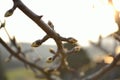 Buds of a fruit tree - close-up