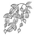 Buds and fruits of Sophora japonica. Hand-drawn botanical illustration. Coloring book . Vector