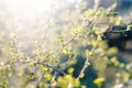 Buds on a gooseberry Bush in spring