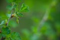 Buds of gooseberry on green background