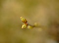 buds green leaf blur background nature spring branch Royalty Free Stock Photo