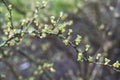 the buds of a green plant in the garden in spring Royalty Free Stock Photo