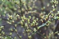 the buds of a green plant in the garden in spring Royalty Free Stock Photo