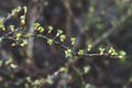 the buds of a green plant in the garden in spring Royalty Free Stock Photo