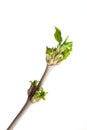 Buds and green spring leafs on the twig ash berry. Royalty Free Stock Photo