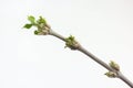 Buds and green spring leafs on the twig rowan berry.