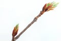 Buds and green spring leafs on the twig rowan berry.