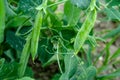 Buds of green verdant peas growing in the garden