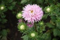 Buds and half-open light pink flower of China aster in August Royalty Free Stock Photo