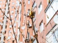 Buds of horse-chestnut tree and multi-storey house Royalty Free Stock Photo