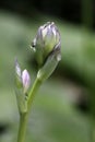 The buds of Hosta, macro photography Royalty Free Stock Photo