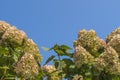 Buds of hydrangea flowers in pyramidal rounded form with lemon petals with pale pink tips on a background of pure light blue sky Royalty Free Stock Photo