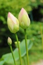 Buds of Indian lotus, nelumbo nucifera nelumbonaceae Royalty Free Stock Photo