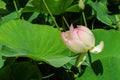 Buds of Indian lotus, nelumbo nucifera nelumbonaceae Royalty Free Stock Photo