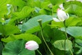 Buds of Indian lotus, nelumbo nucifera nelumbonaceae Royalty Free Stock Photo