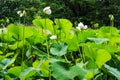 Buds of Indian lotus, nelumbo nucifera nelumbonaceae Royalty Free Stock Photo