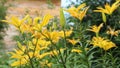 Thickets of yellow lilies against the background of a summer garden Royalty Free Stock Photo