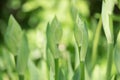 Buds of iris, green plant