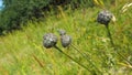 Buds of knapweeds Royalty Free Stock Photo