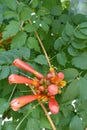 Buds in the leafage of Campsis Royalty Free Stock Photo