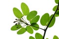 The buds and leaves of Bauhinia didyma