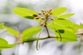 The buds and leaves of Bauhinia didyma