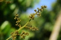 Buds of lichy tree grown on the tree looking beautiful Royalty Free Stock Photo